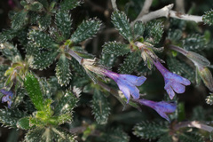 Lithodora hispidula