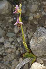 Ophrys calypsus