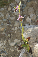 Ophrys calypsus