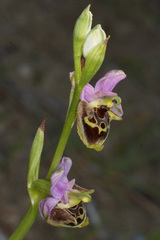 Ophrys calypsus