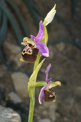 Ophrys calypsus