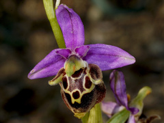 Ophrys calypsus