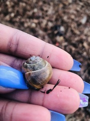 Cepaea nemoralis