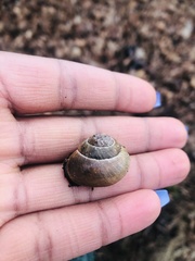 Cepaea nemoralis