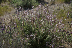 Salvia fruticosa