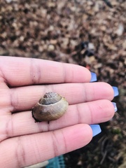 Cepaea nemoralis