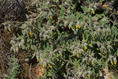 Onosma frutescens