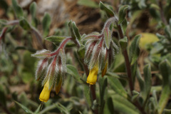 Onosma frutescens
