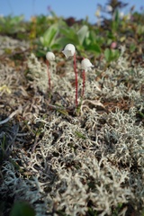Cassiope lycopodioides
