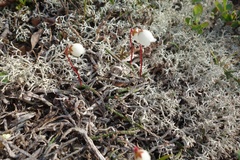 Cassiope lycopodioides