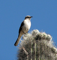 Mimus dorsalis