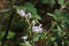 Salvia fruticosa