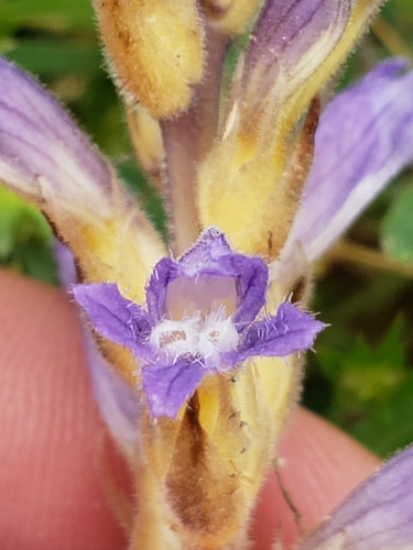 Dwarf Sorrel Broomrape