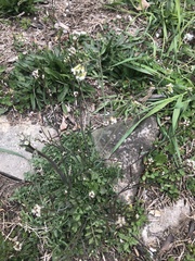 Cardamine hirsuta