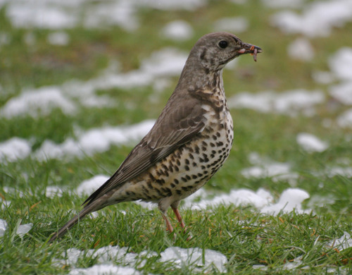 Foto de Mistle Thrush