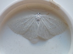 Protitame virginalis