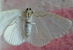 Protitame virginalis