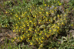 Ajuga chamaepitys chia