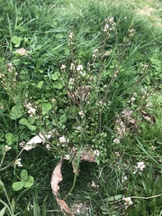 Cardamine hirsuta