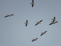 Pelecanus erythrorhynchos