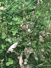 Cardamine hirsuta