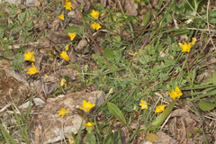 Hypecoum procumbens atropunctatum