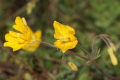 Hypecoum procumbens atropunctatum