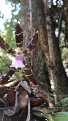 Oncidium reichenheimii