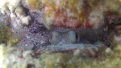 Octopus insularis