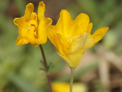 Hypecoum procumbens atropunctatum