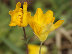 Hypecoum procumbens atropunctatum