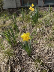 Narcissus