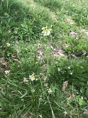 Cardamine hirsuta