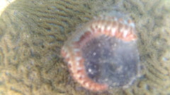 Hermodice carunculata