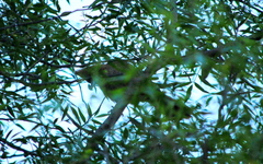 Pseudoseisura lophotes