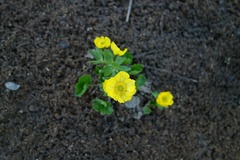 Ranunculus sulphureus