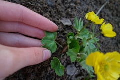 Ranunculus sulphureus