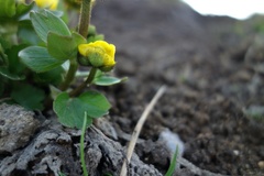 Ranunculus sulphureus