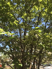 Magnoliales