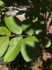Magnoliales