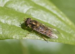 Episyrphus balteatus