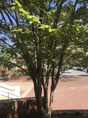 Magnoliales