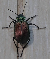 Calosoma alternans