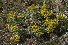 Euphorbia rigida