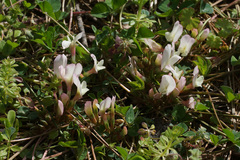 Trifolium uniflorum