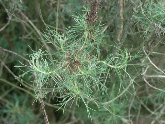 Artemisia californica
