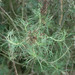 Artemisia californica - Photo (c) NatureShutterbug, μερικά δικαιώματα διατηρούνται (CC BY)