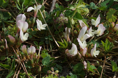 Trifolium uniflorum