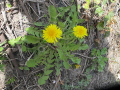 Taraxacum oblongatum