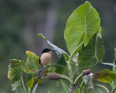 Donacobius atricapilla